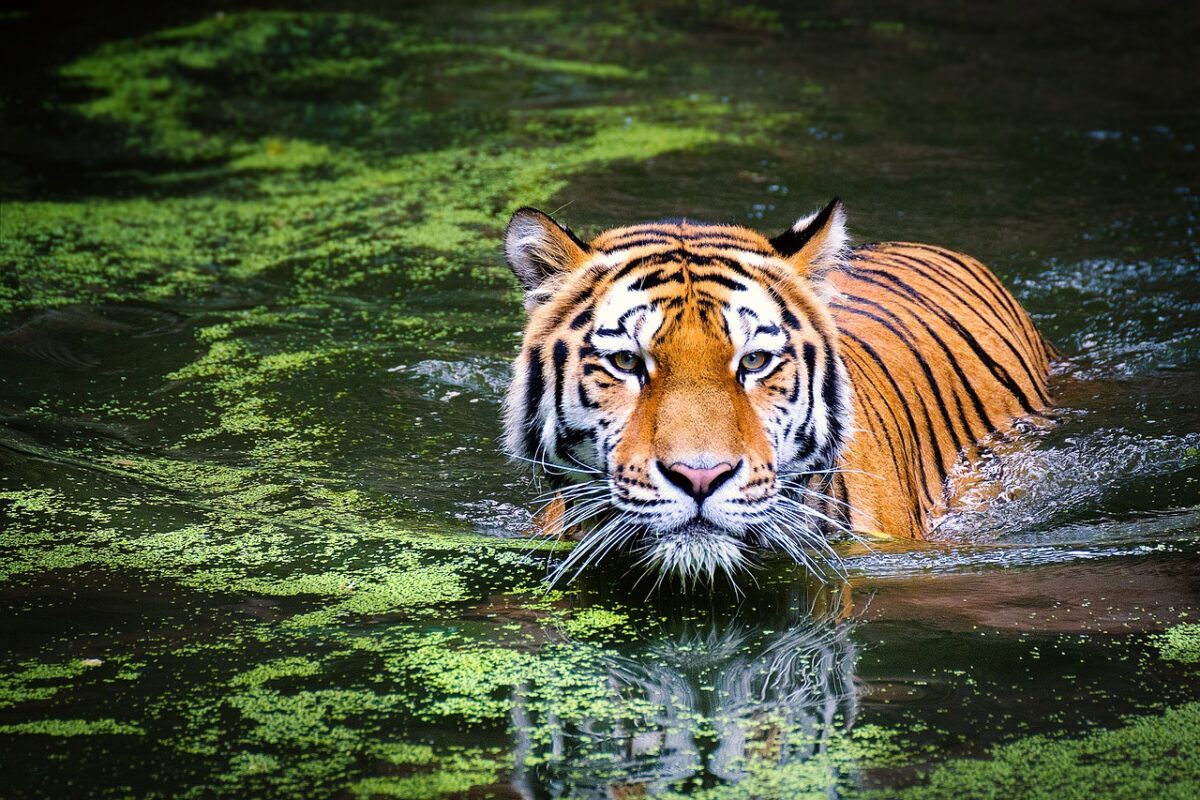 Chinesisches Sternzeichen Tiger